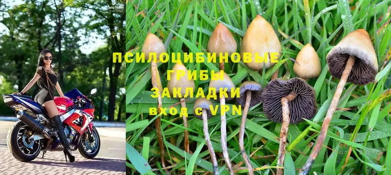 Галлюциногенные грибы Cubensis  Гаджиево 